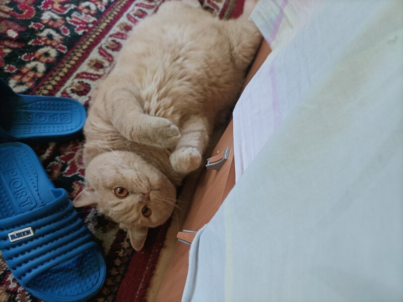 British shorthair