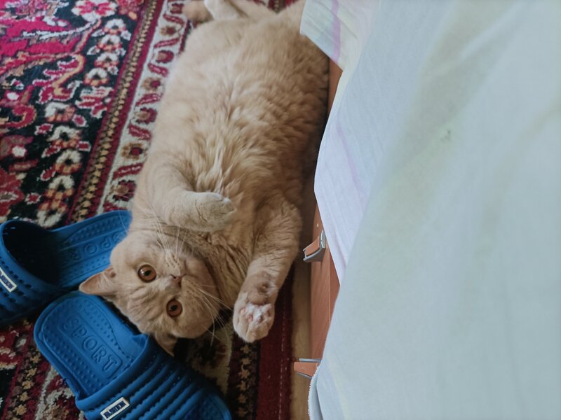 British shorthair