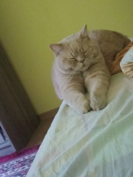 British shorthair